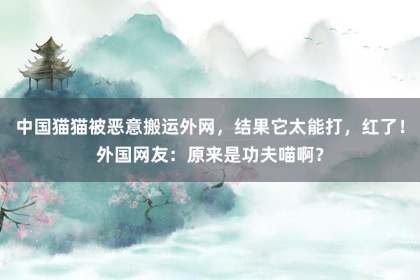 中国猫猫被恶意搬运外网，结果它太能打，红了！外国网友：原来是功夫喵啊？