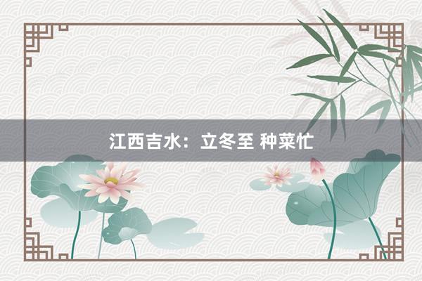 江西吉水：立冬至 种菜忙