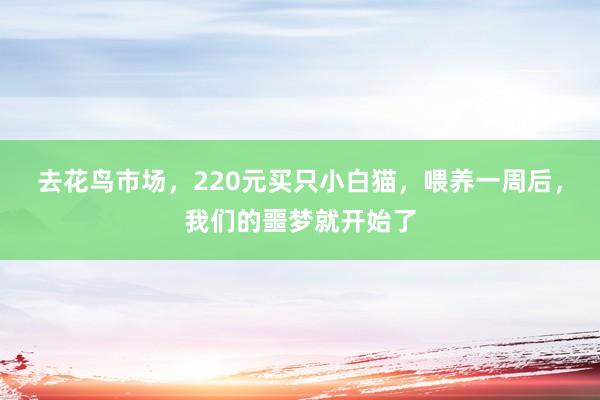 去花鸟市场，220元买只小白猫，喂养一周后，我们的噩梦就开始了